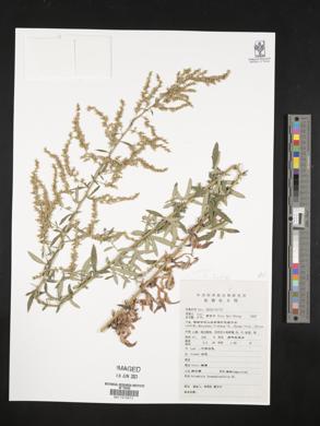 Artemisia lavandulifolia image