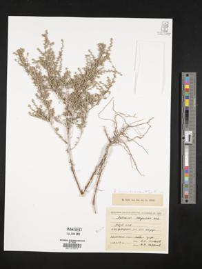 Image of Artemisia lagopus