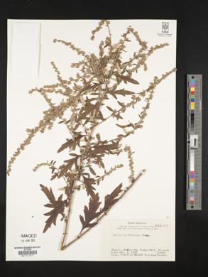 Artemisia princeps image