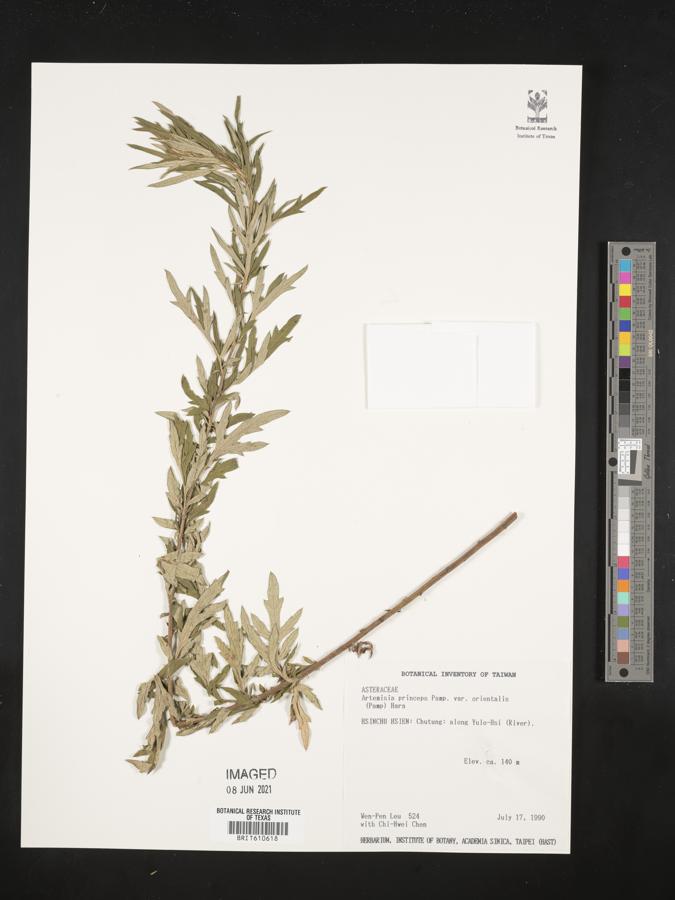 Artemisia princeps image