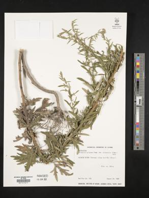 Artemisia princeps image