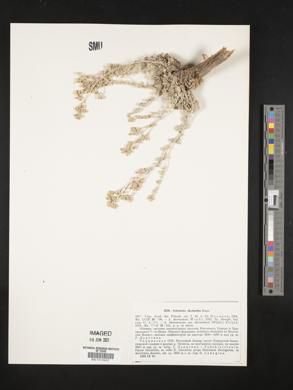 Artemisia rhodantha image