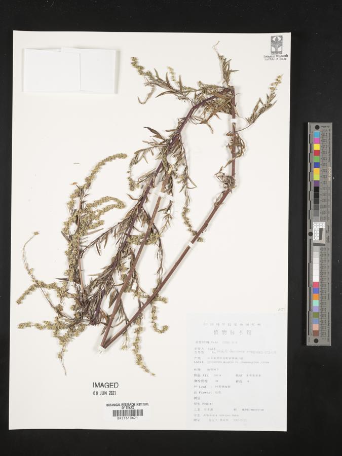 Artemisia rubripes image