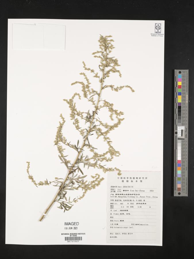 Artemisia argyi image