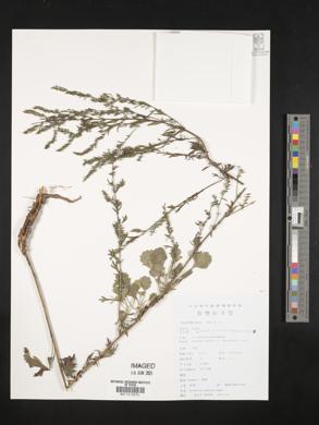 Artemisia japonica image