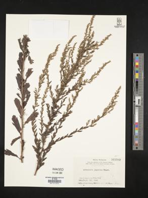 Artemisia japonica image