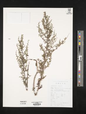 Artemisia sacrorum image