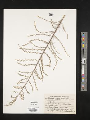 Artemisia scoparia image