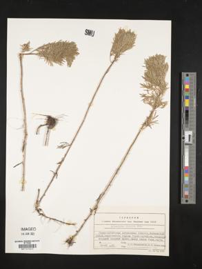 Artemisia sericea image