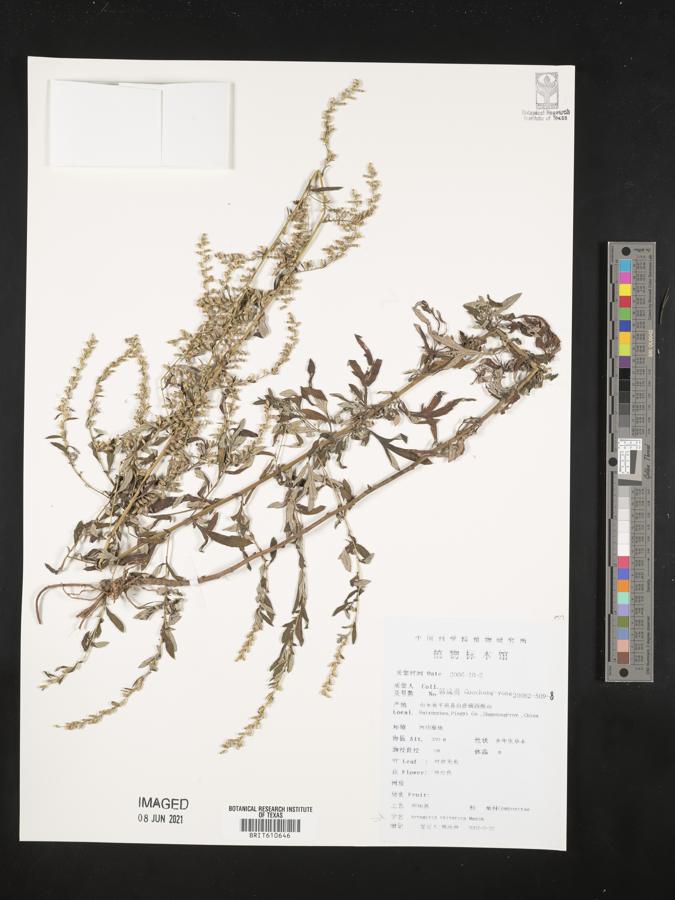 Artemisia sylvatica image