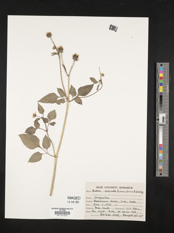 Bidens biternata image