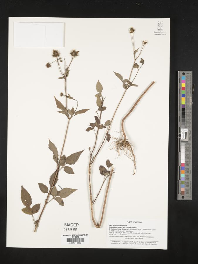 Bidens biternata image