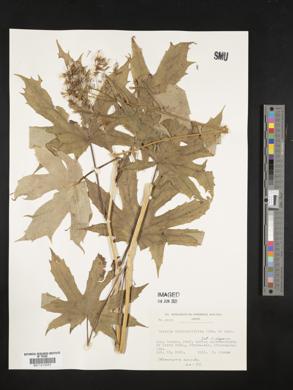 Japonicalia delphiniifolia image