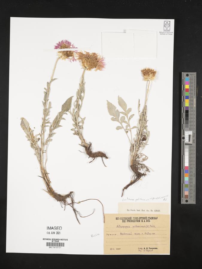 Cyanus segetum image