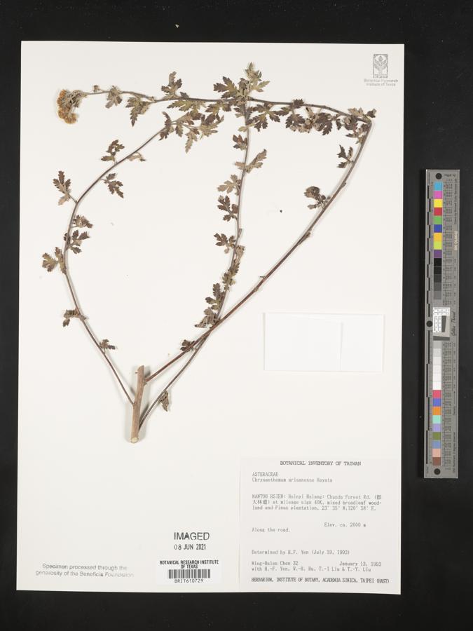 Chrysanthemum arisanense image