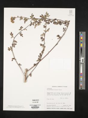 Image of Chrysanthemum arisanense