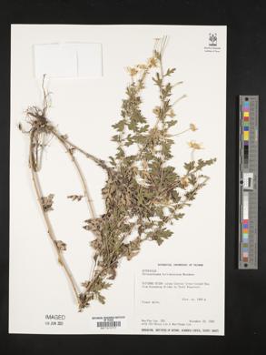Image of Chrysanthemum horaimontanum