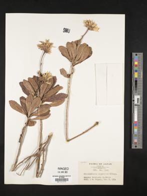 Image of Chrysanthemum nipponicum