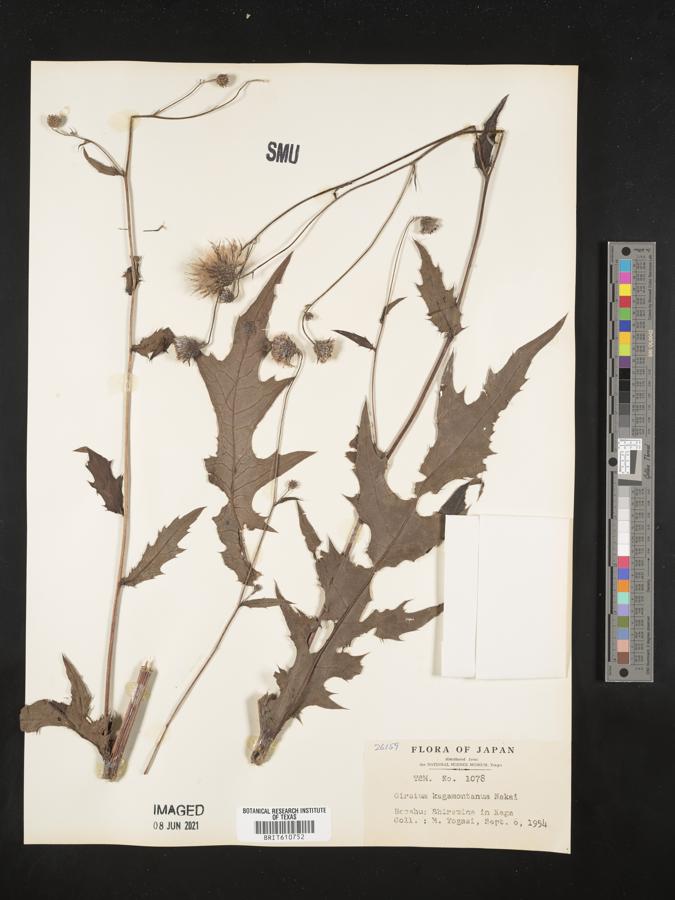 Cirsium kagamontanum image