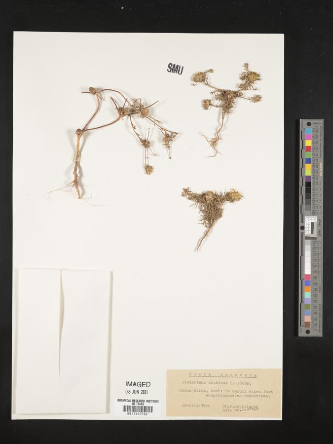 Cladanthus arabicus image