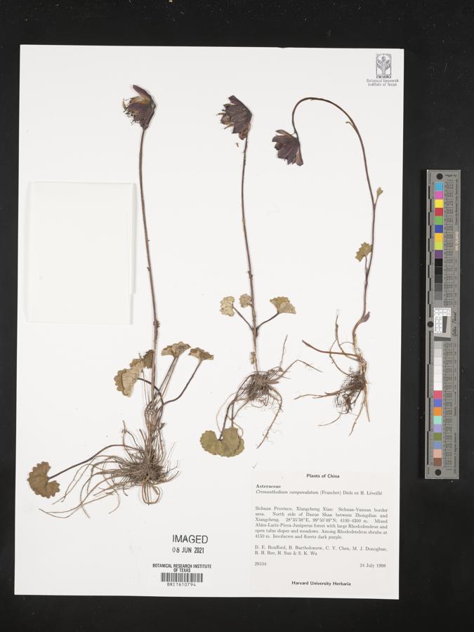 Cremanthodium campanulatum image