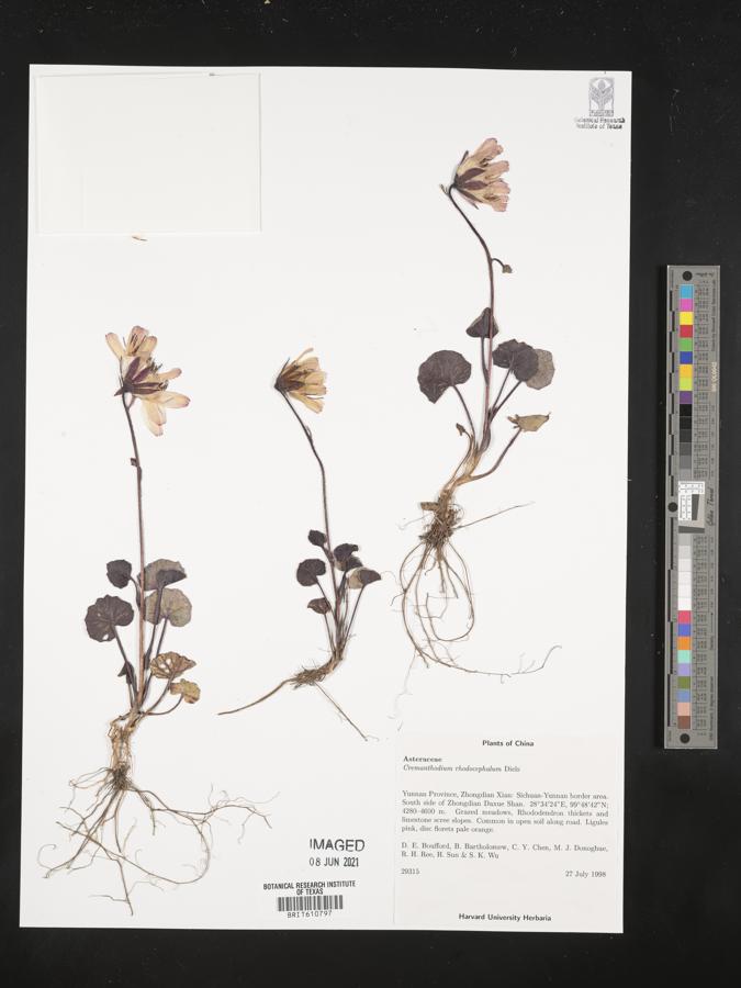 Cremanthodium palmatum image