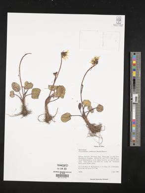 Image of Cremanthodium smithianum