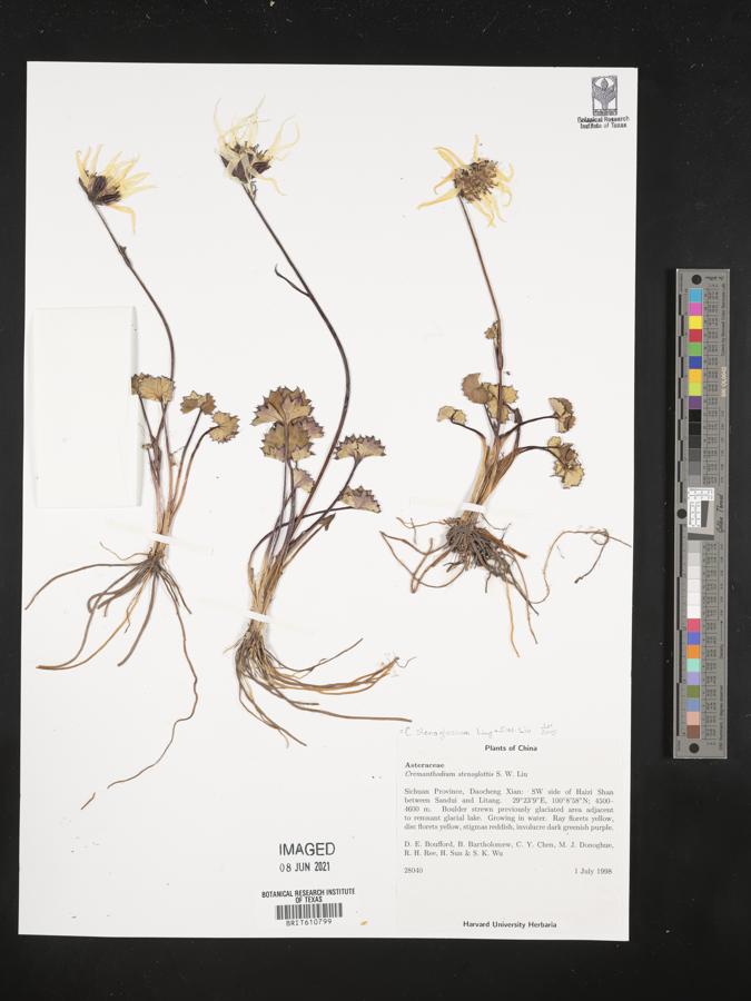 Cremanthodium stenoglossum image