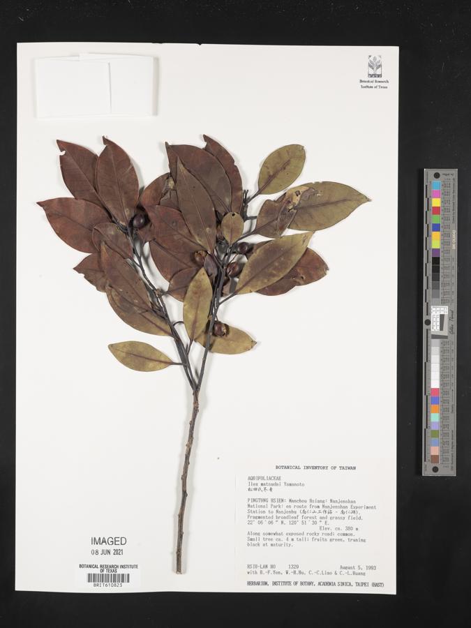 Ilex lonicerifolia var. matsudai image
