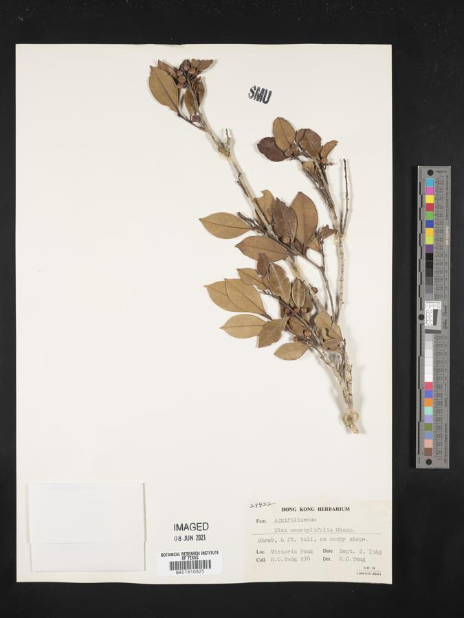 Ilex memecylifolia image