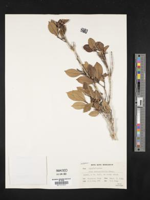 Image Associated With the Occurence