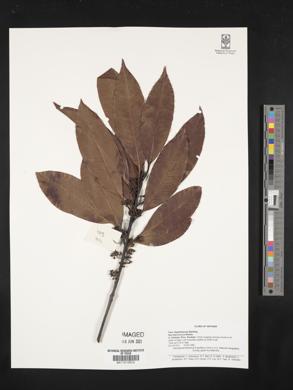 Ilex micrococca image