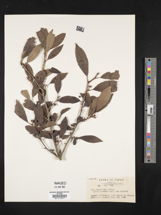 Ilex nipponica image