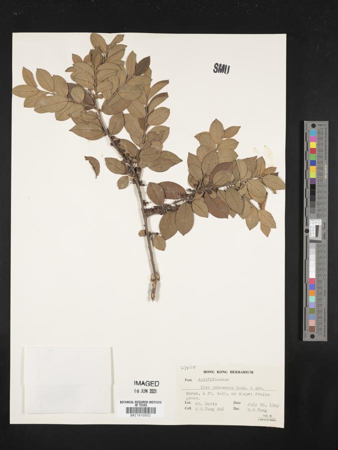 Ilex pubescens image