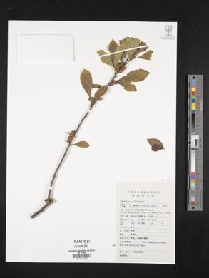 Ilex aculeolata image