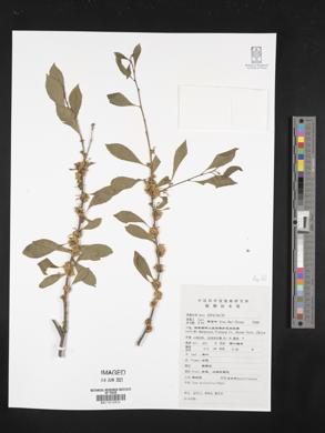 Ilex aculeolata image