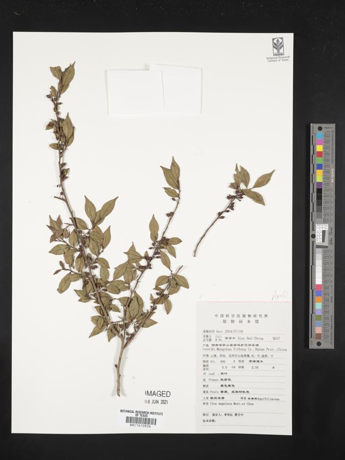 Ilex angulata image