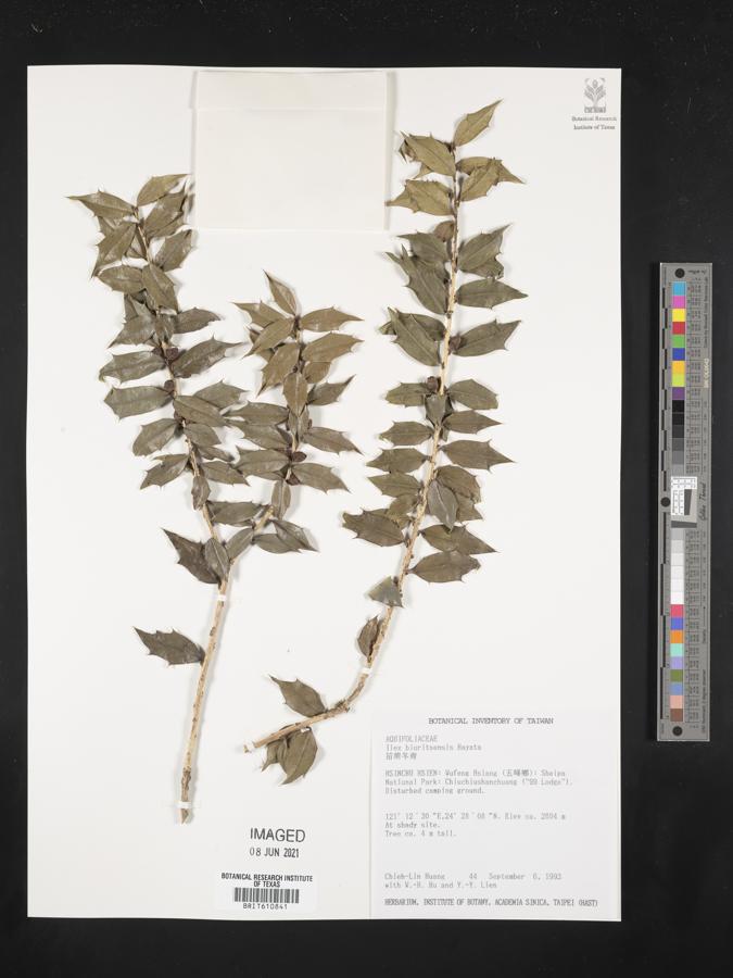 Ilex bioritsensis image