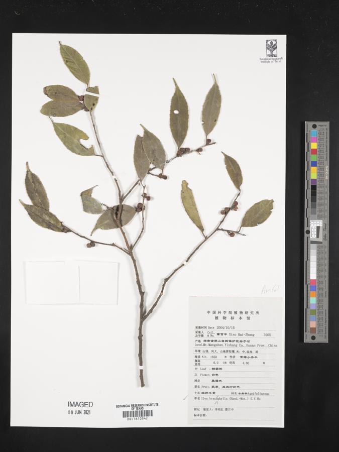 Ilex brachyphylla image