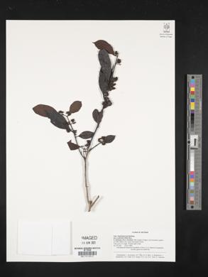 Image of Ilex confertiflora