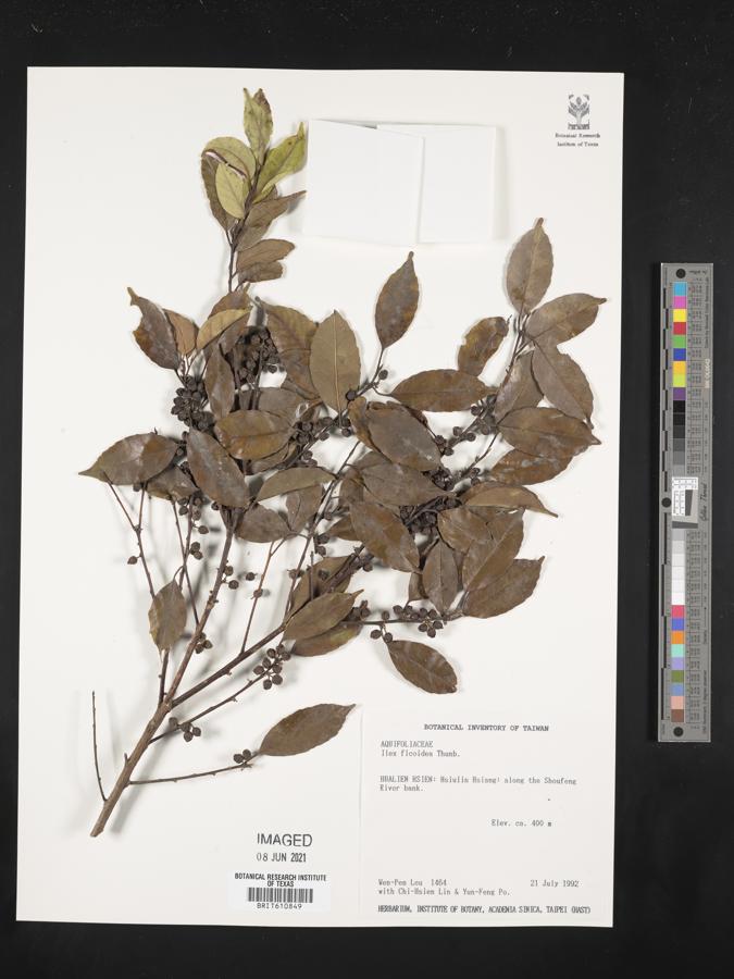 Ilex ficoidea image