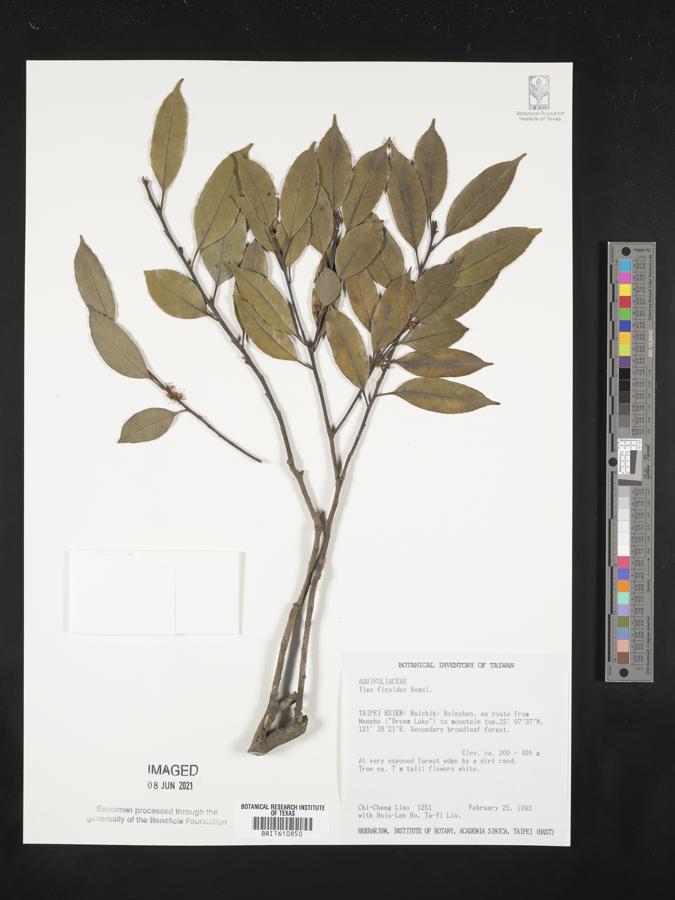 Ilex ficoidea image