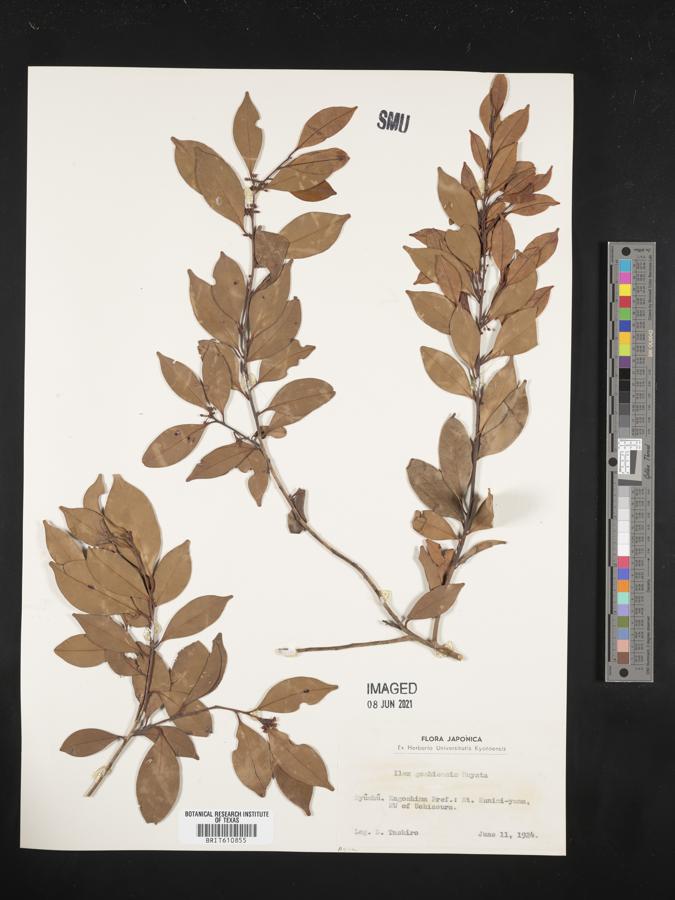 Ilex goshiensis image