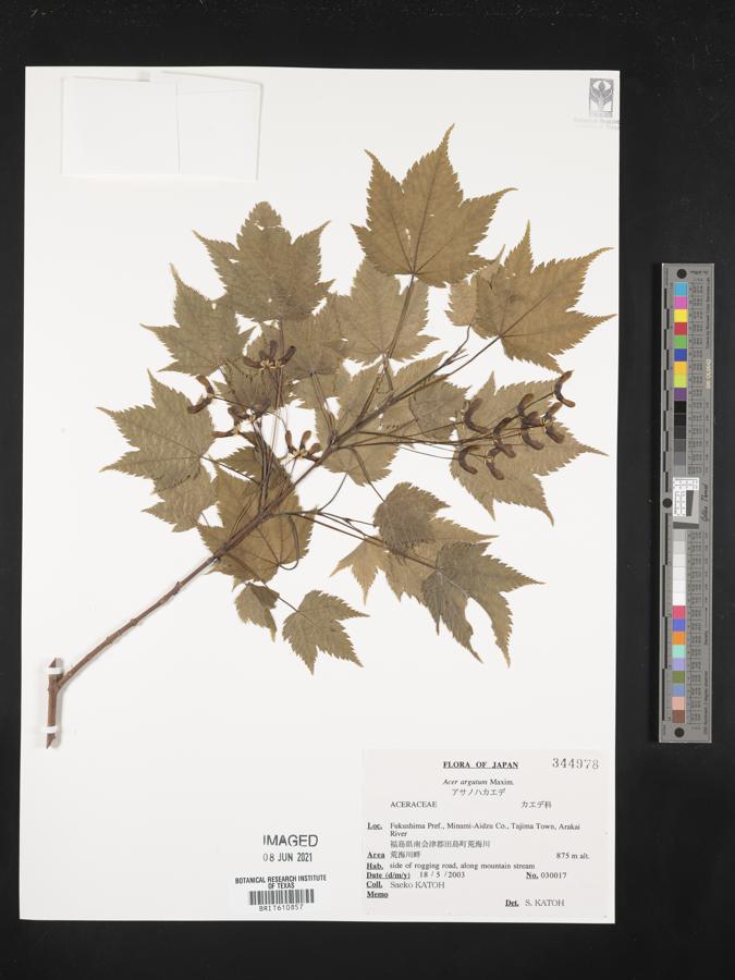 Acer argutum image