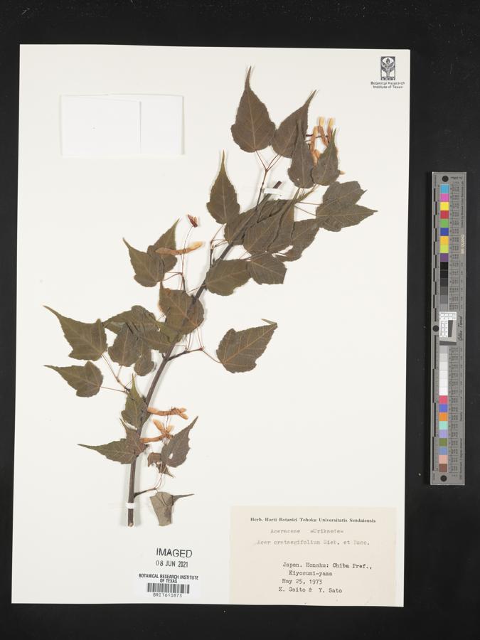 Acer crataegifolium image