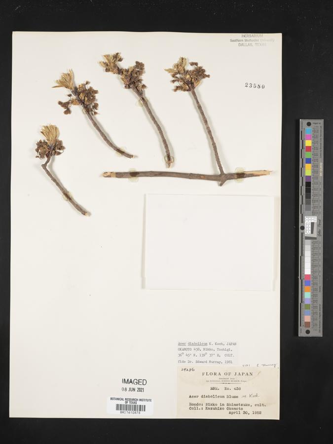 Acer diabolicum image