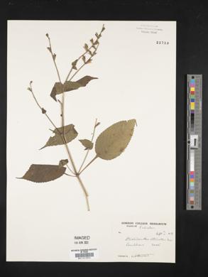 Image of Strobilanthes attenuatus