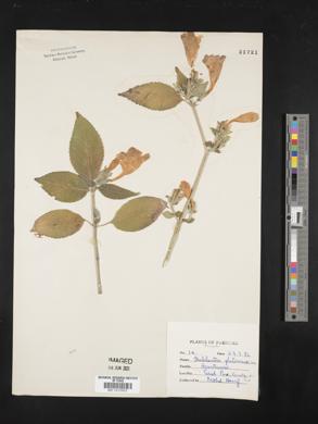 Image of Strobilanthes ixiocephala