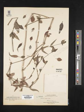 Ruellia repens image