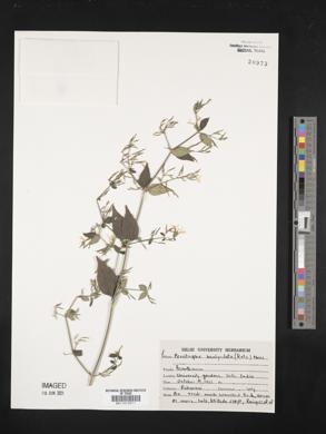 Peristrophe bicalyculata image